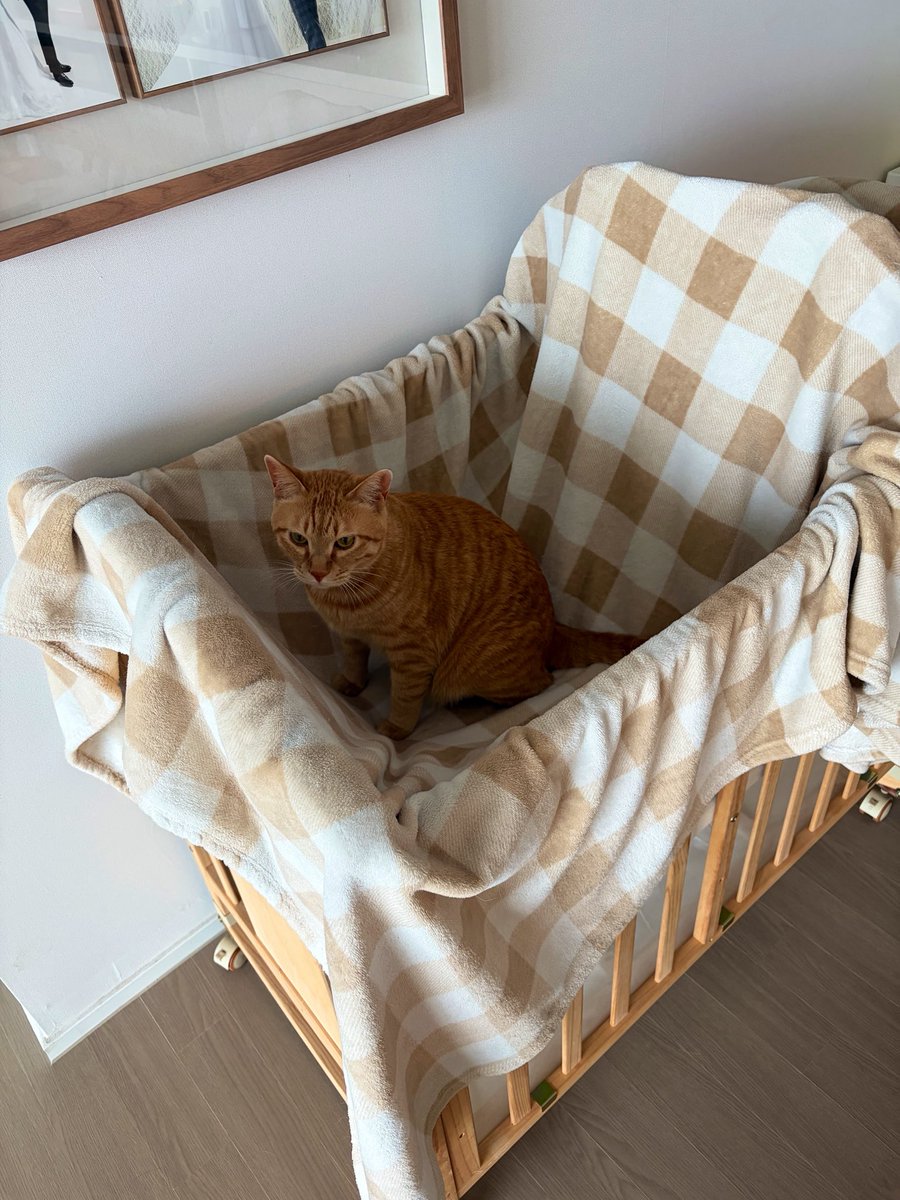 ゆらり￤24w🎀 in🇰🇷 tweet media