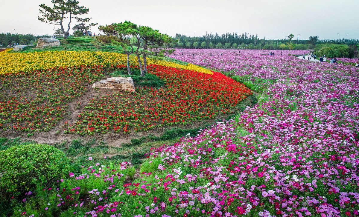 sunyanwei5's tweet image. 春风如约而至，怀念商河郊野公园盛放的格桑花海。
Spring arrives as promised.
Missing the beautiful Gesang flower sea in Shanghe Suburban Park.🌸🌿
#FlowerSea #SpringScenery #格桑花海