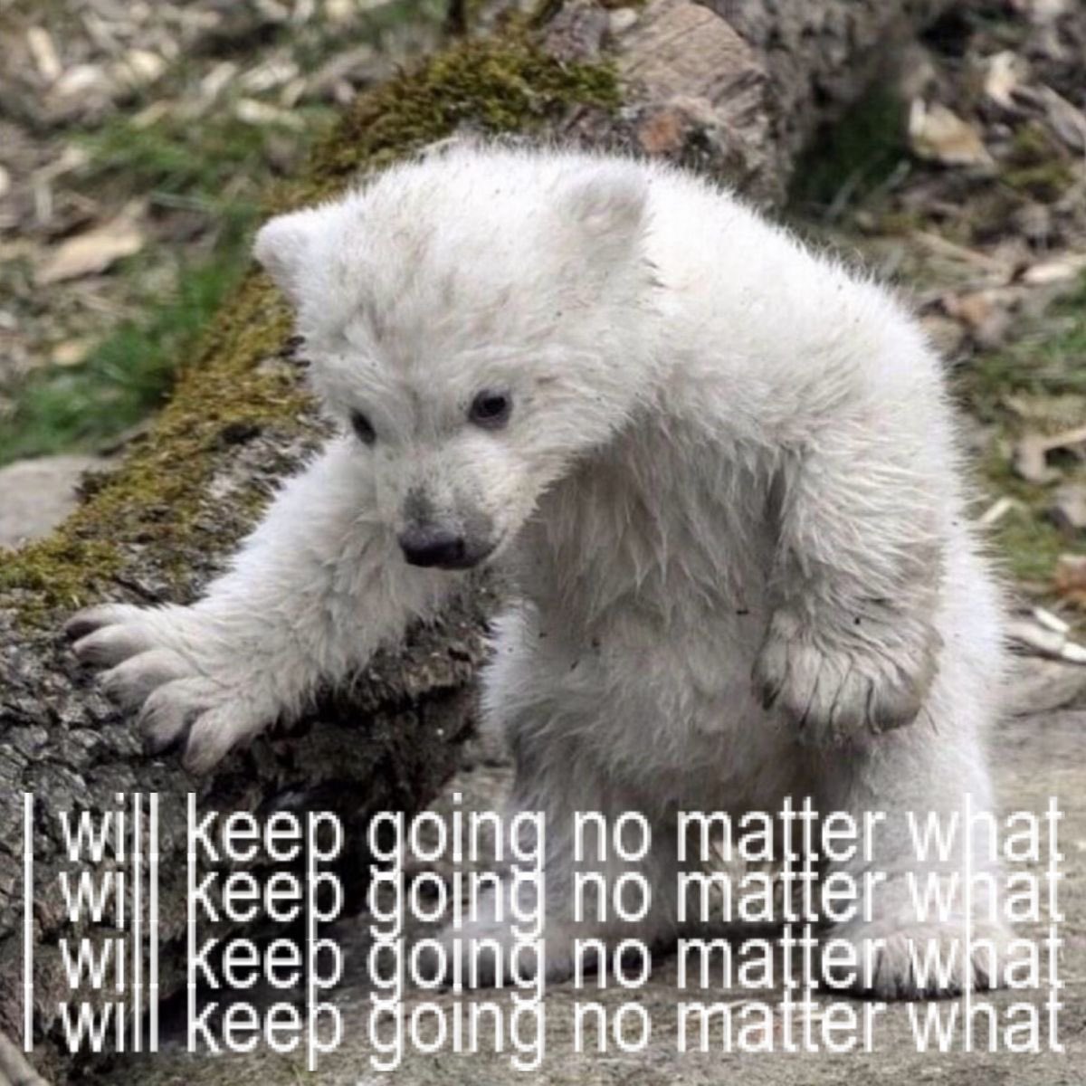 a broken soul tweet media