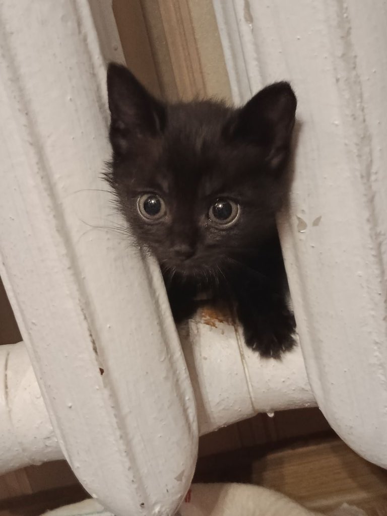 쿠쿠룽 tweet media