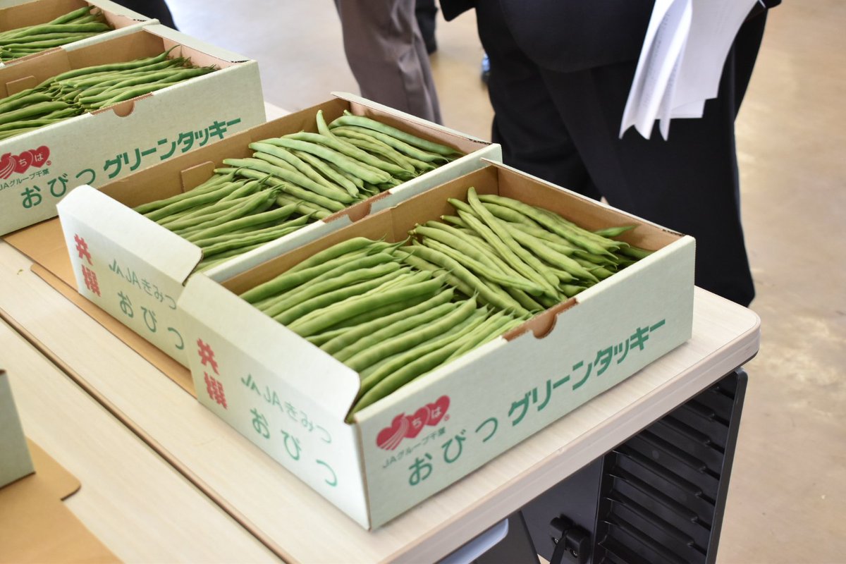 JA_kimitu's tweet image. 【サヤインゲン出荷査定会】

 小櫃園芸部会洋菜部は、本格的な出荷を前にサヤインゲンの出荷査定会を開きました。今期より「スラットワンダー」の栽培も開始。７月中旬まで千葉・東京方面の市場に出荷します。

 #JA #JAきみつ #国消国産 #サヤインゲン #君津