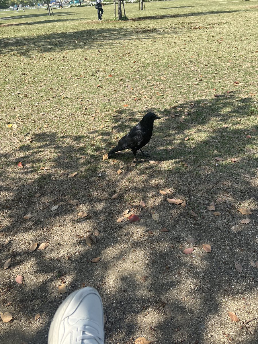 えひめのしなちょこ tweet media