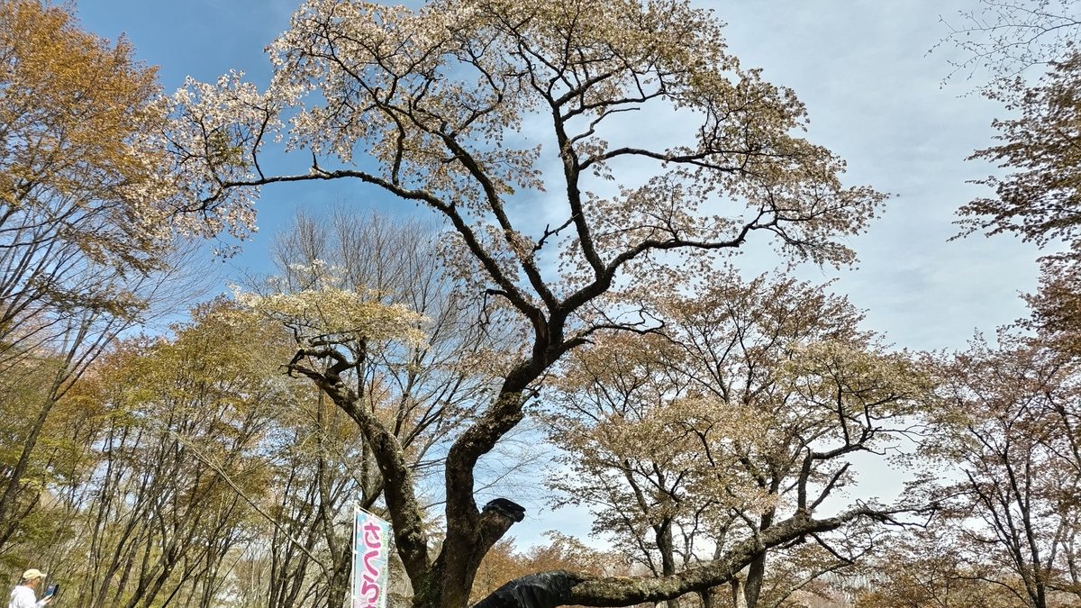 hiro761568as's tweet photo. 塙町の那倉地区にあります、桜窪の江戸彼岸桜！樹齢推定500年の太樹です。国道から2キロほど山中に入った所にあります。お昼頃から晴れたので、最高の景色でした。花はチリ際でしたが、もう少し楽しめそうです。
＃空ネット
＃塙町
＃桜
＃さくら https://t.co/ptgUXuPZtN