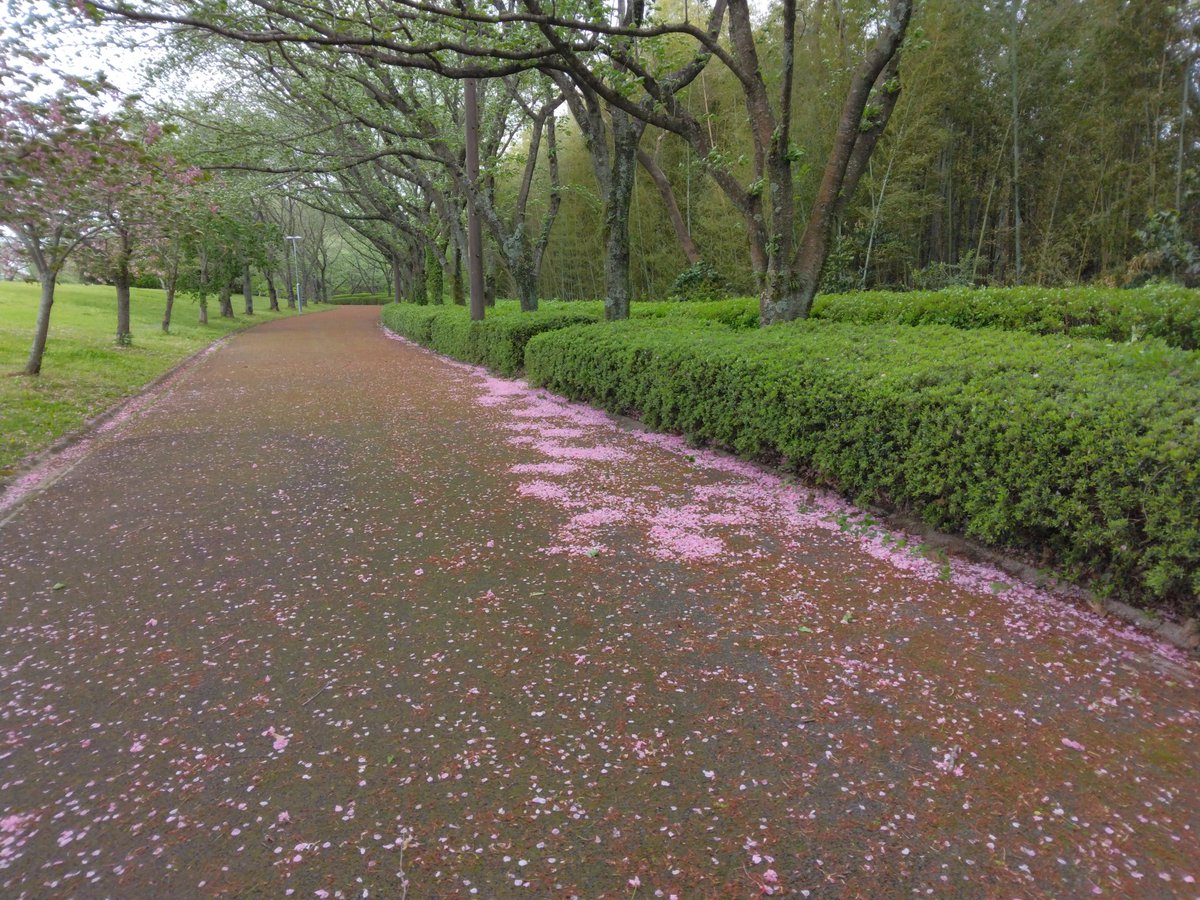 hokuseipark's tweet photo. 今日の強風で桜の花びらが落ちています。 https://t.co/oqiCveKhXa