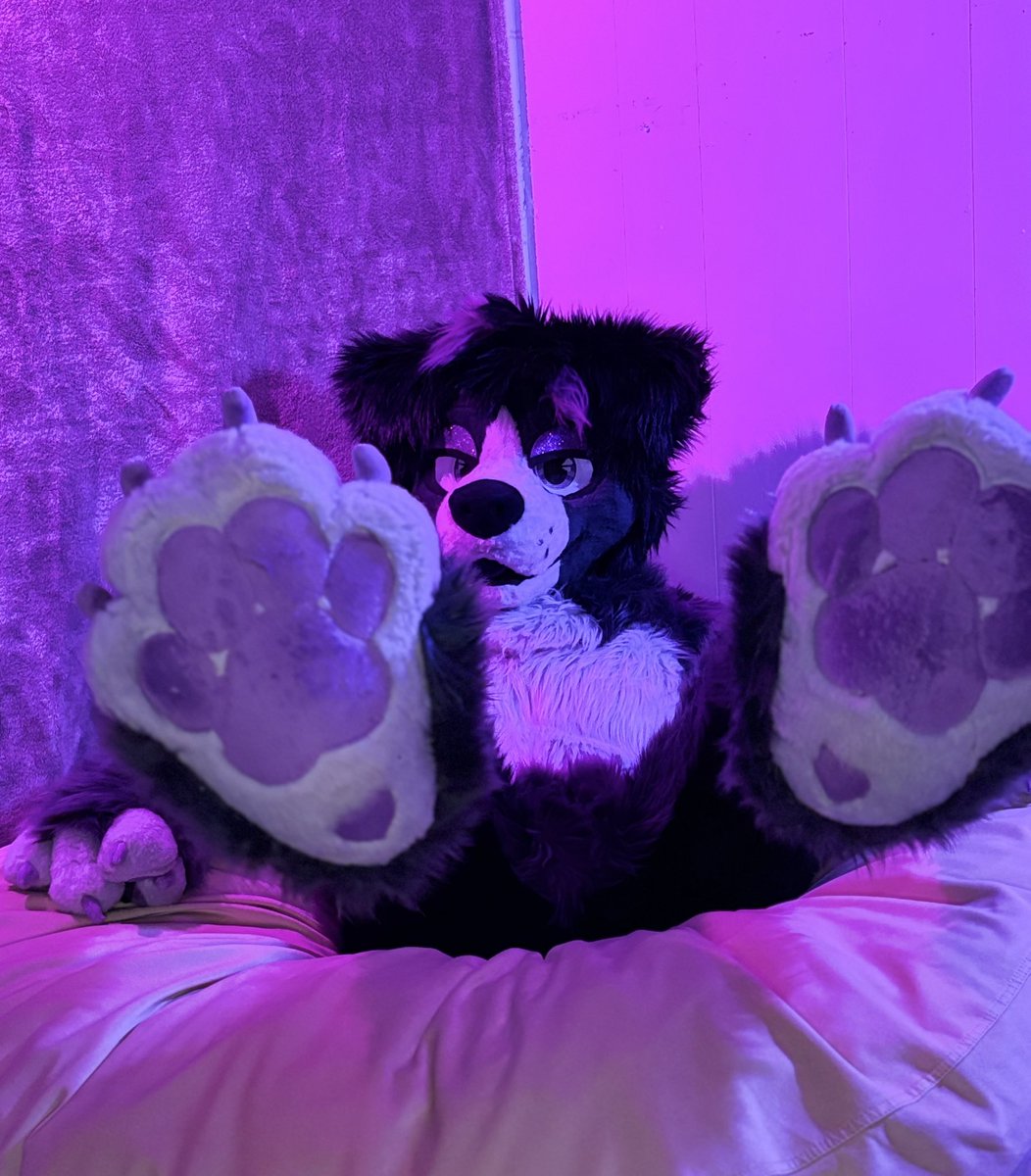 🐾Ringo🐾 tweet media