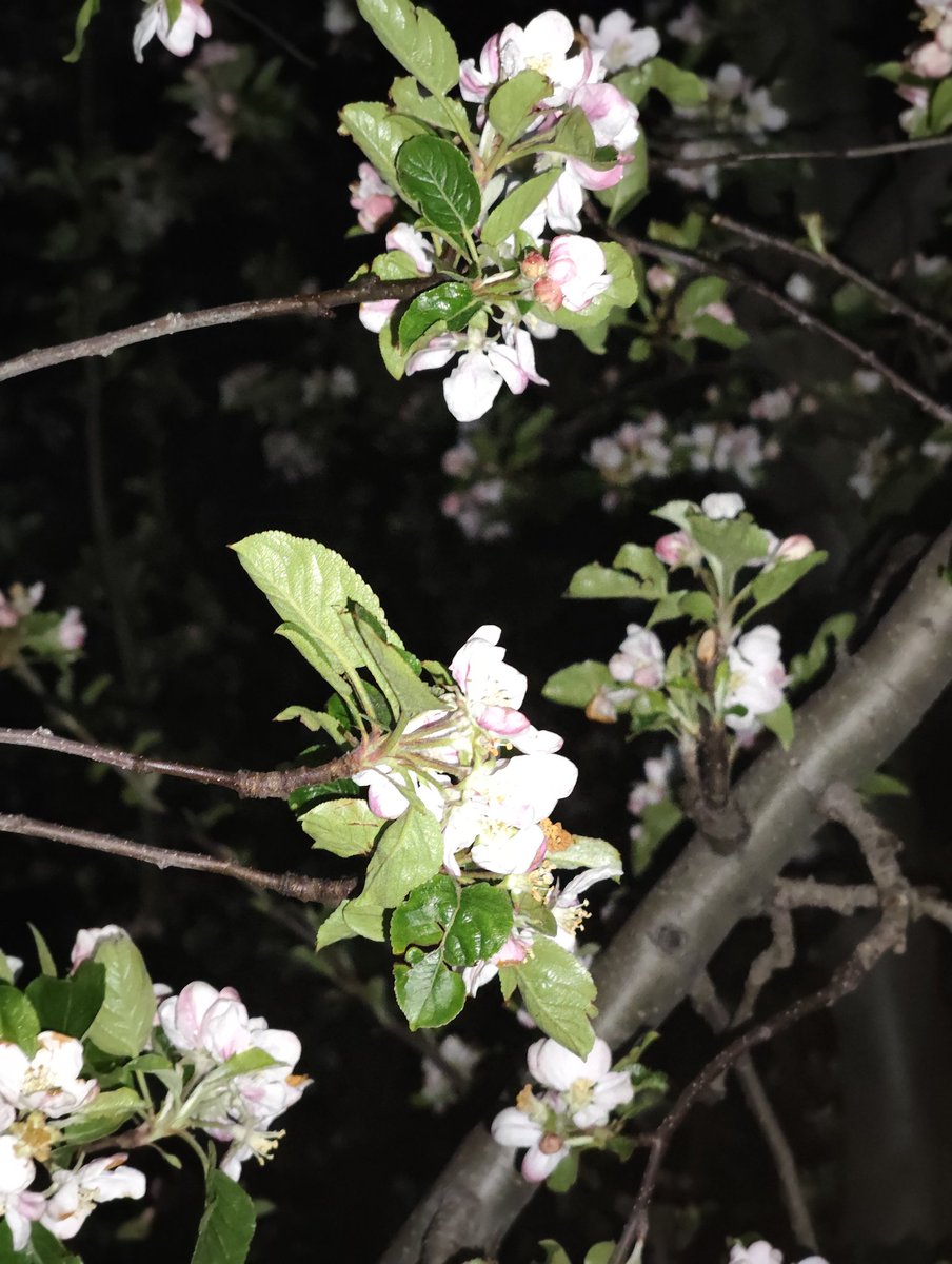 Choudharyabaziz's tweet image. Evening click. 
#Home
#Orchard
#Spring
#Bloom.