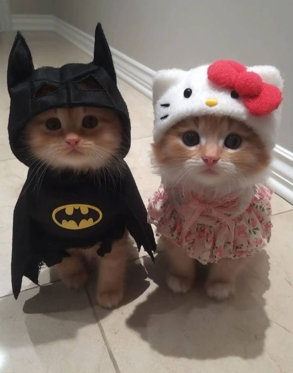 Daily Cat Posts tweet media