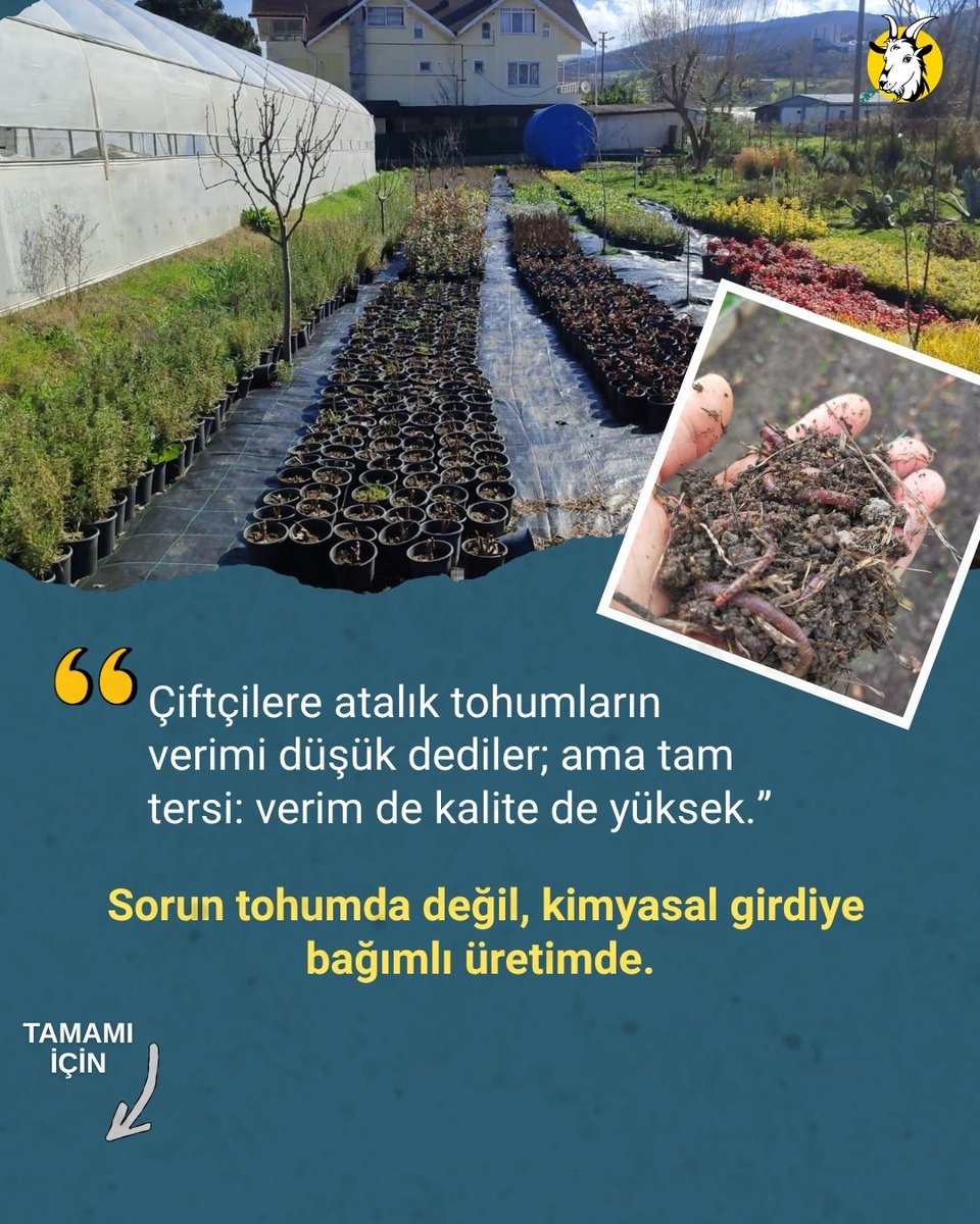 Seferi Keçi tweet media