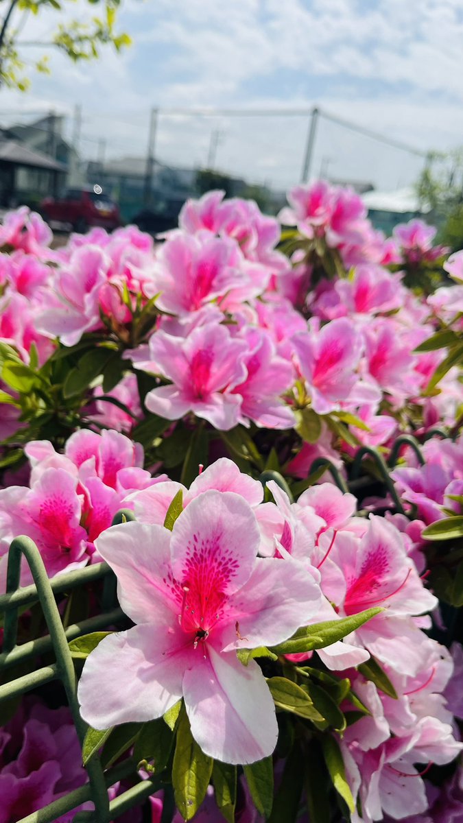 min*yan cafe・影乃造 tweet media