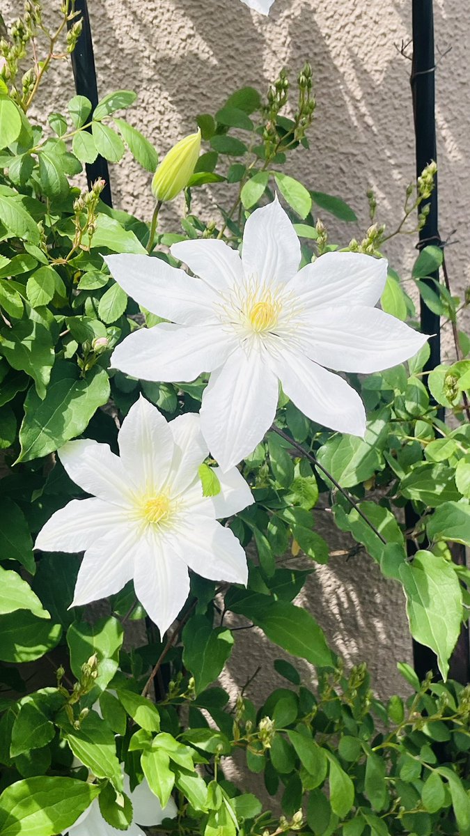 min*yan cafe・影乃造 tweet media