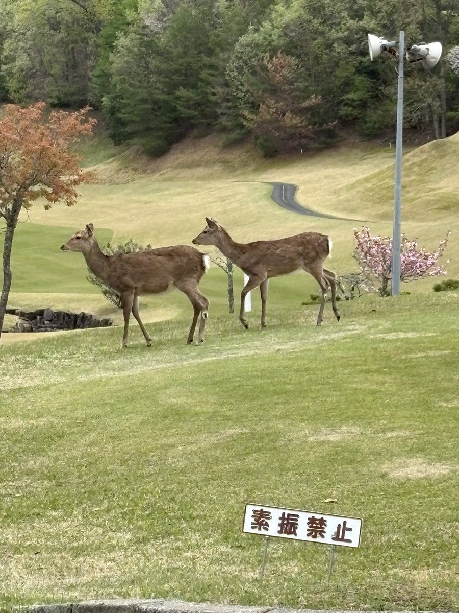 ゆみ　阪神応援日記 tweet media