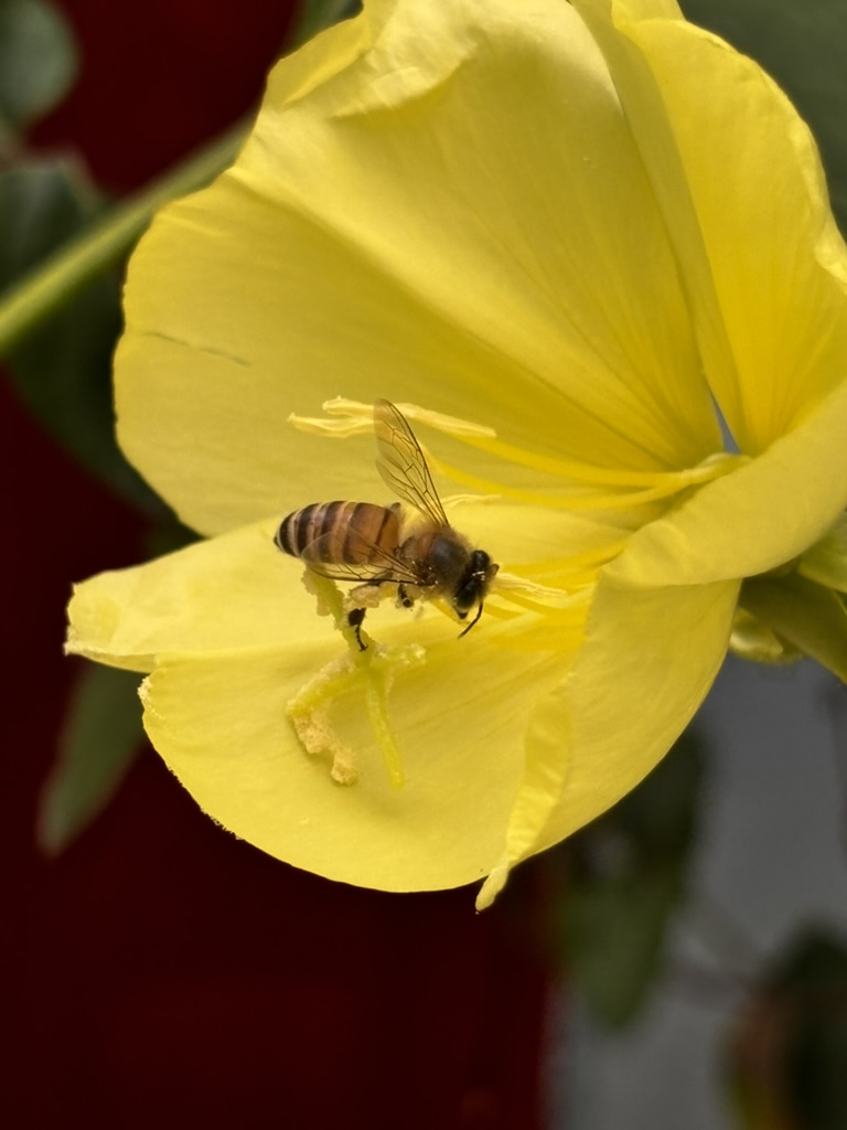 pargaien's tweet image. Gathering gold from every bloom. 
THE REAL GOLD COLLECTOR   #bee #honeybee