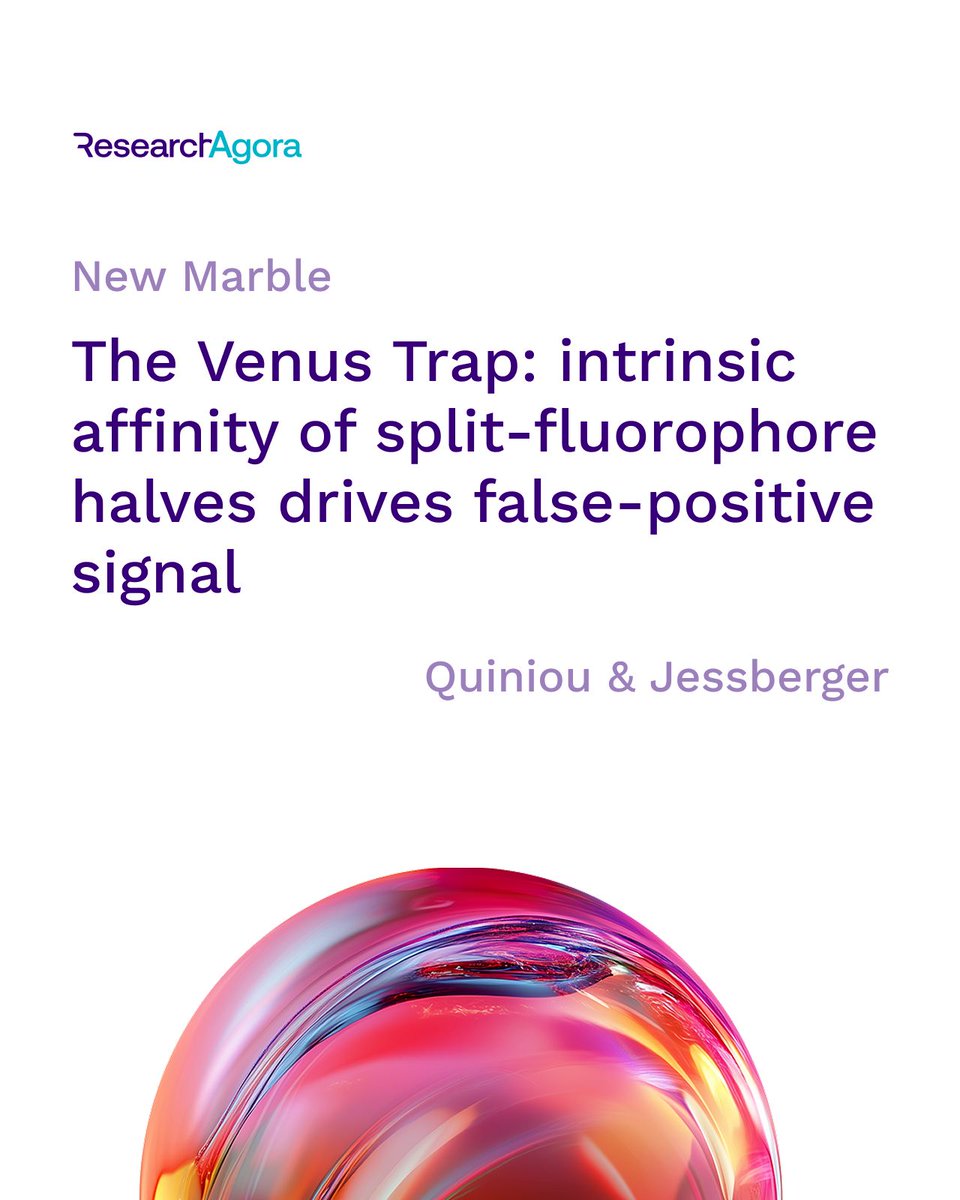 ResearchAgora's tweet photo. ❗New Marble alert!

We are excited to share the publication of a new Marble on Research Agora: “The Venus Trap: intrinsic affinity of split-fluorophore halves drives false-positive signal”

🔗 Check it out here: https://t.co/d5rAoNaPbd https://t.co/1AZ6Dg2nvE