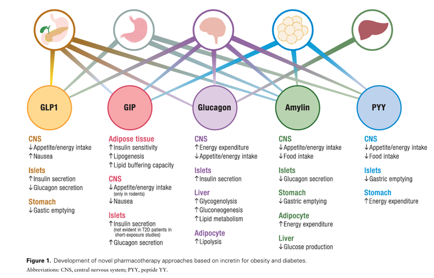 sociedadSEEN's tweet photo. Novel GLP-1-based Medications for Type 2 Diabetes and Obesity
*La aprobación de semaglutida y tirzepatida ha establecido nuevos referentes en el tratamiento de la #DM2 y la #obesidad
https://t.co/ddWWfYNYec
@diabeteSEEN @ObesitySEEN https://t.co/BlJI9bdoTq