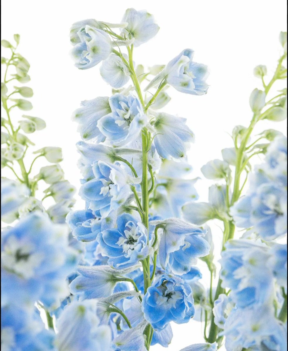 Milky way ʕ·ᴥ·　ʔ tweet media