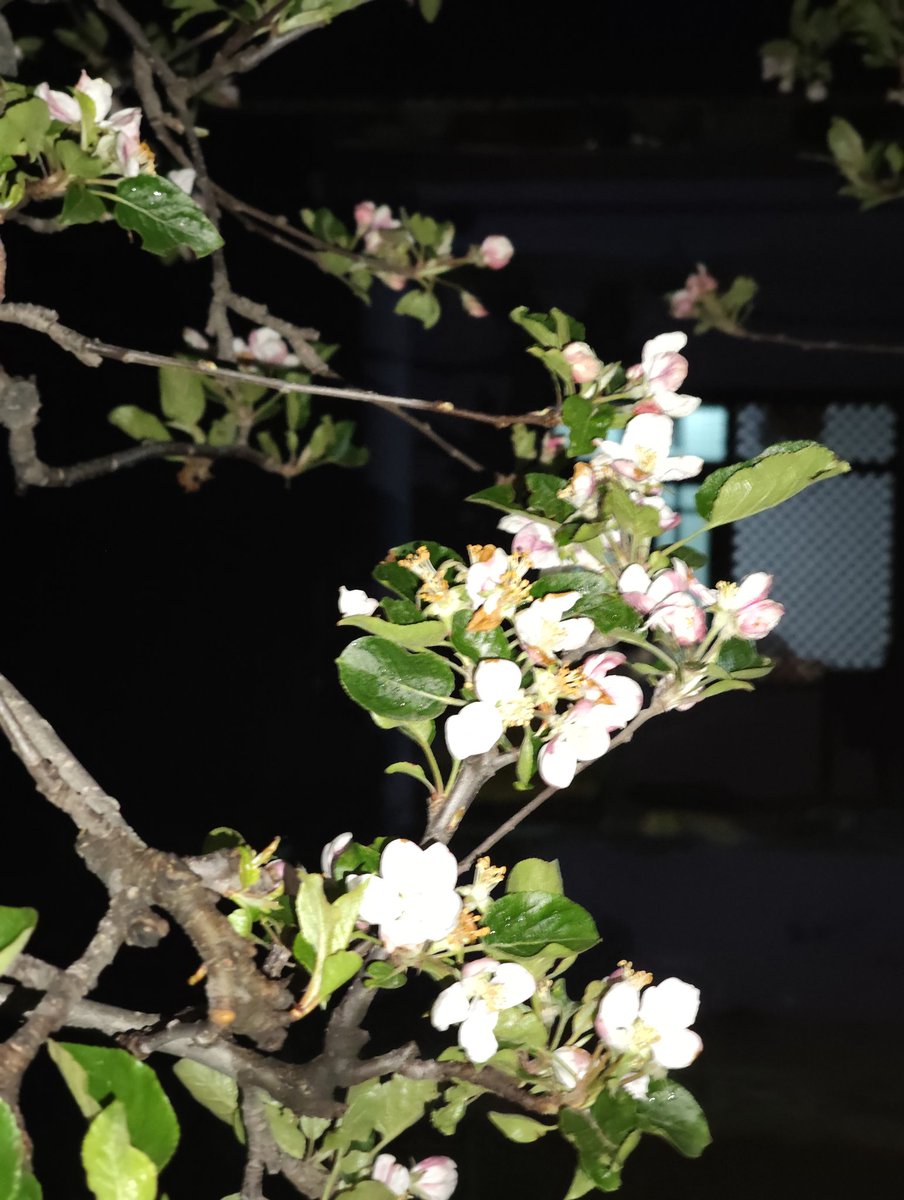 Choudharyabaziz's tweet image. Evening click. 
#Home
#Orchard
#Spring
#Bloom.