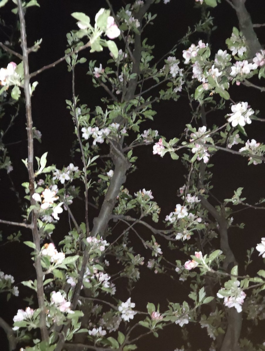 Choudharyabaziz's tweet image. Evening click. 
#Home
#Orchard
#Spring
#Bloom.