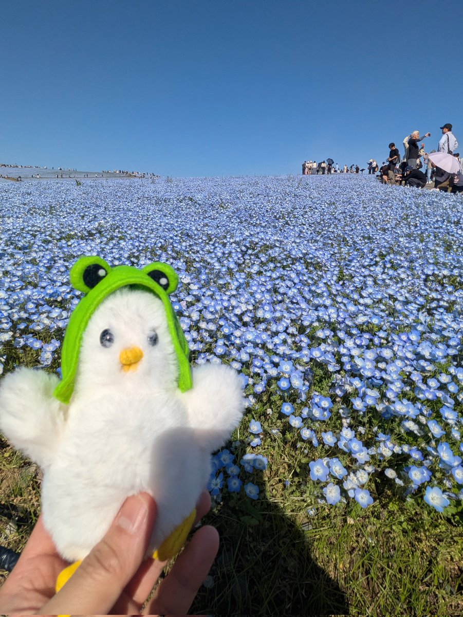 クアちゃんとネモフィラを見に来たよ✨
#クアたま