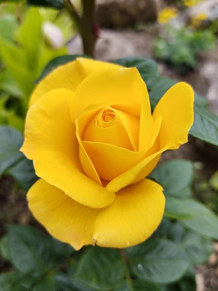 ramshankarpd11's tweet image. #Good Afternoon namaste.