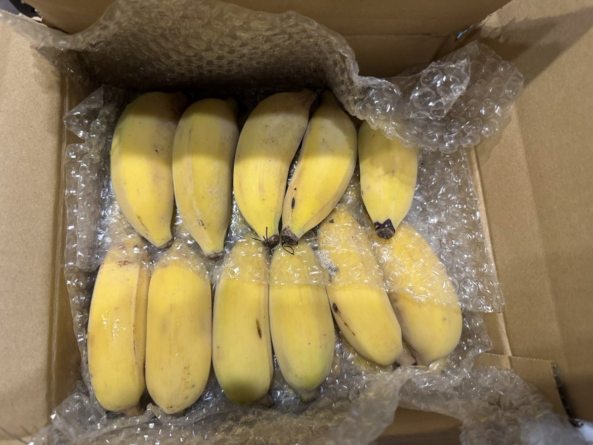 4/21(火)17:00〜翌2:00

〜Cocktail of the day〜

New‼️
沖縄県 国頭村産
🔸やんばるバナナのカクテル

国産では珍しい『アップルバナナ』と言う品種です。
農薬•化学肥料を一切不使用！「濃厚な甘み」と「さっぱりした酸味」のバランスが特徴です。
甘さはお好みで調整します！

#やんばるバナナ