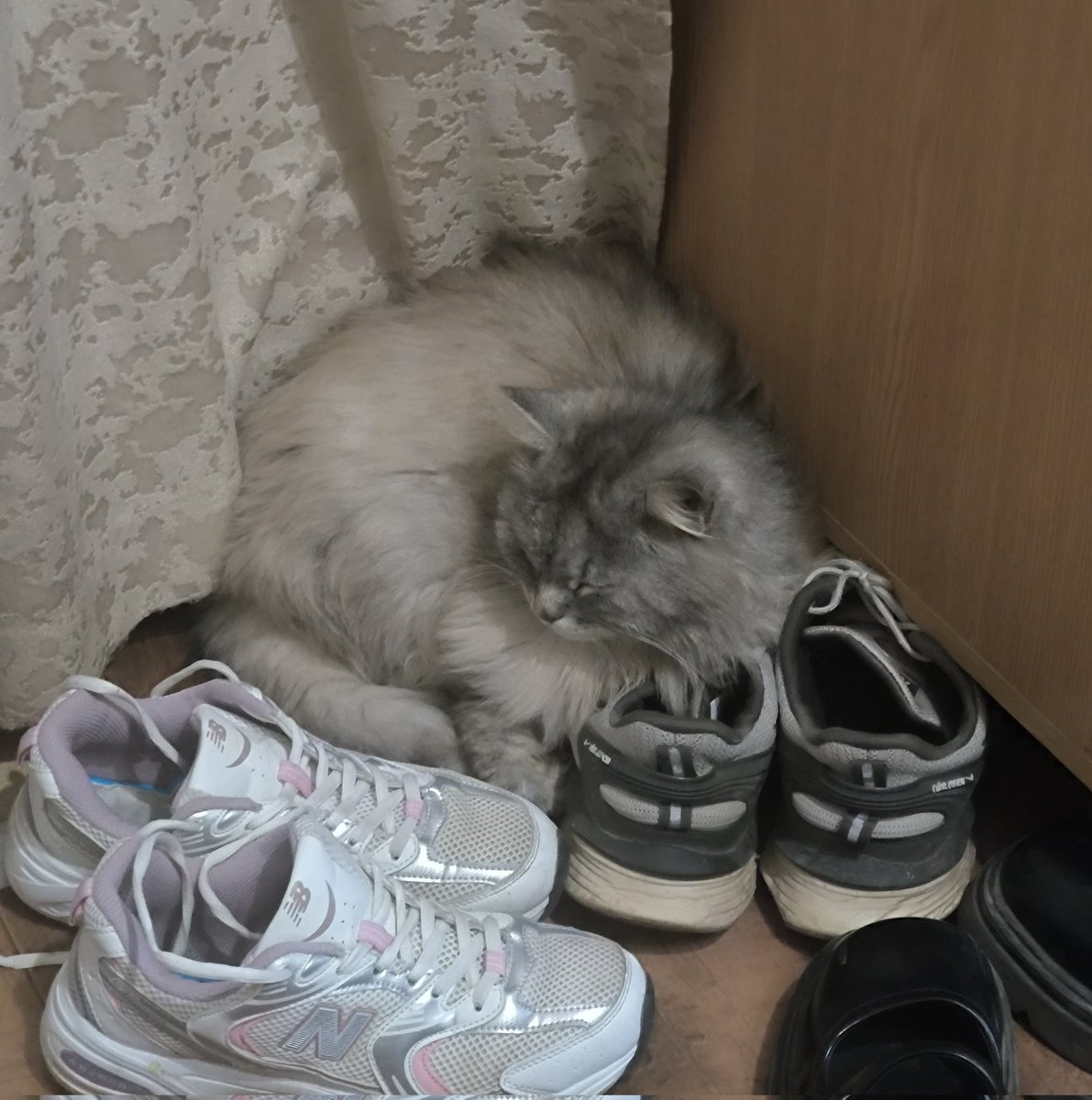 Нашатырный призрак ✒️ tweet media