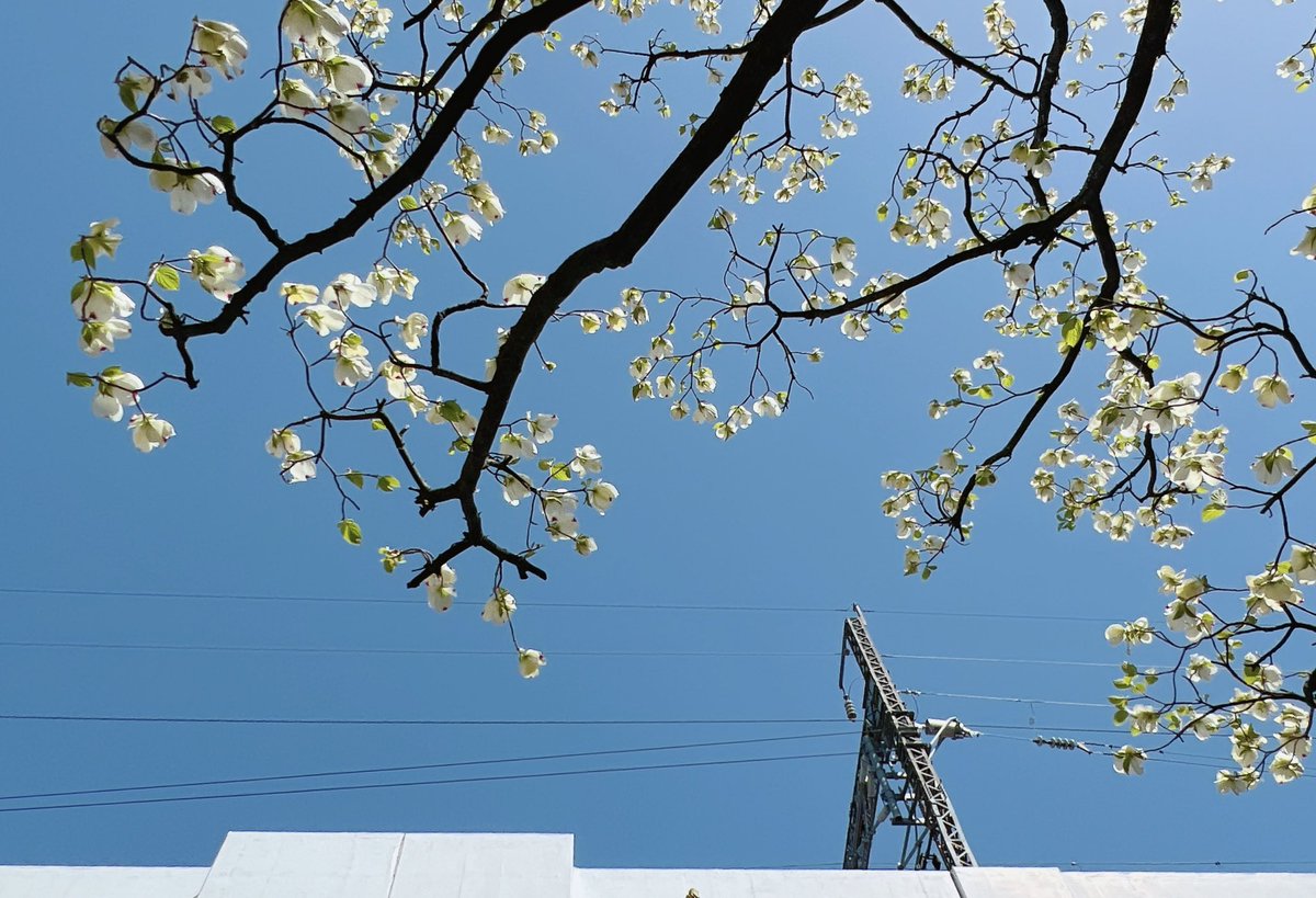 あーちゃん💙🌹 tweet media