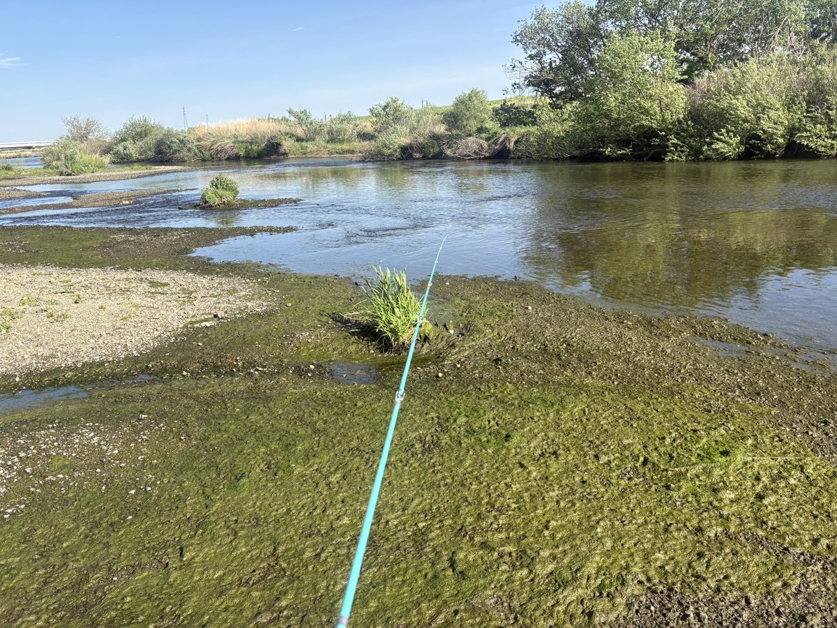 な、な、なんと目を疑う大減水😭
ニゴイもマルタも姿を消してしまいました😂