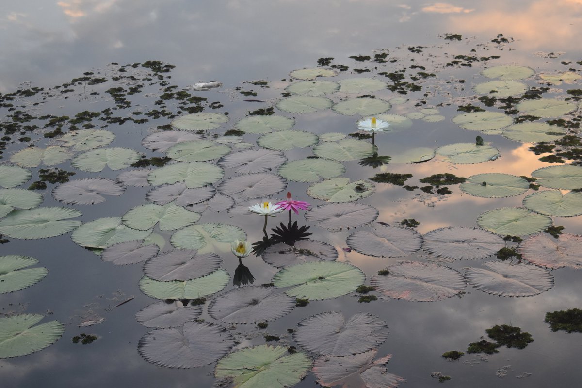 Cerberane's tweet image. More Lovely views from one of my morning #walks around อ่างเก็บน้ำหนองบัว in late February 
วิวสวยๆ จากการเดินเที่ยวรอบๆ อ่างเก็บน้ำหนองบัวช่วงปลายเดือนกุมภาพันธ์
#sunrise
#lake 
#nature
#naturelovers
#naturephotography