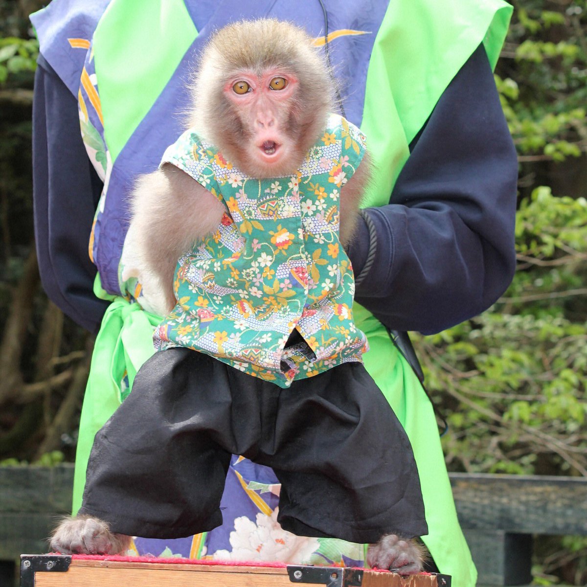 musyoh's tweet image. コンビを組んで１ヶ月、猿一番 【蓮太郎🐵 ＆ 伶央斗（れおと）👨】"三田花のじゅうたん"での公演を見てきました。蓮太郎🐵君、想像より小さくて♥️めちゃくちゃ可愛かったです❣️写真と動画はYouTube他で後日公開予定‼️ ＃monkey ＃猿まわし ＃猿回し