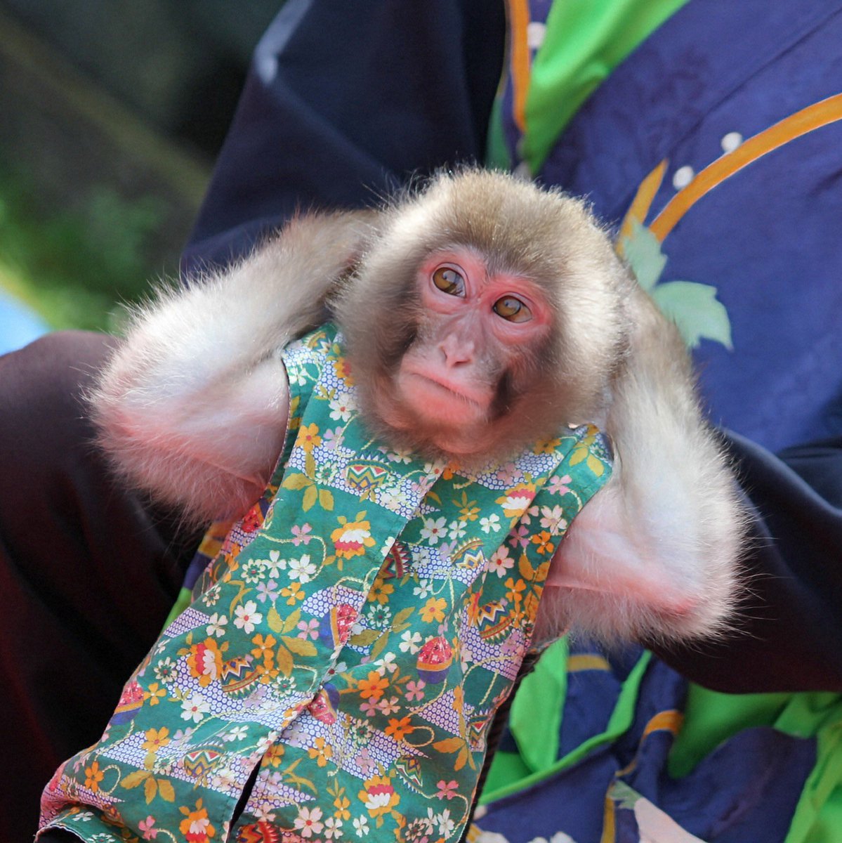 musyoh's tweet image. コンビを組んで１ヶ月、猿一番 【蓮太郎🐵 ＆ 伶央斗（れおと）👨】"三田花のじゅうたん"での公演を見てきました。蓮太郎🐵君、想像より小さくて♥️めちゃくちゃ可愛かったです❣️写真と動画はYouTube他で後日公開予定‼️ ＃monkey ＃猿まわし ＃猿回し