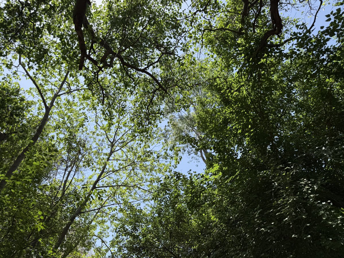ManishTewari's tweet photo. A Natural Canopy of trees where the Coordination Committee of Employees of UT Chandigarh and MunicipalCorporation of Chandigarh is holding their meeting. 

Pleasure to interact with him along with @LUCKYHSINC   President @INCChandigarh & @MirWasim21 

@MCChandigarh @chandigarh_admn