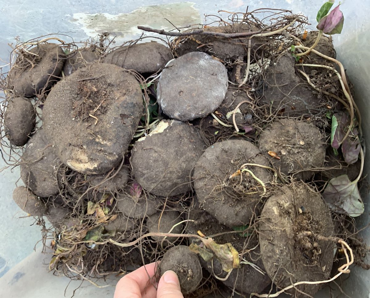 English Truffle Co tweet media