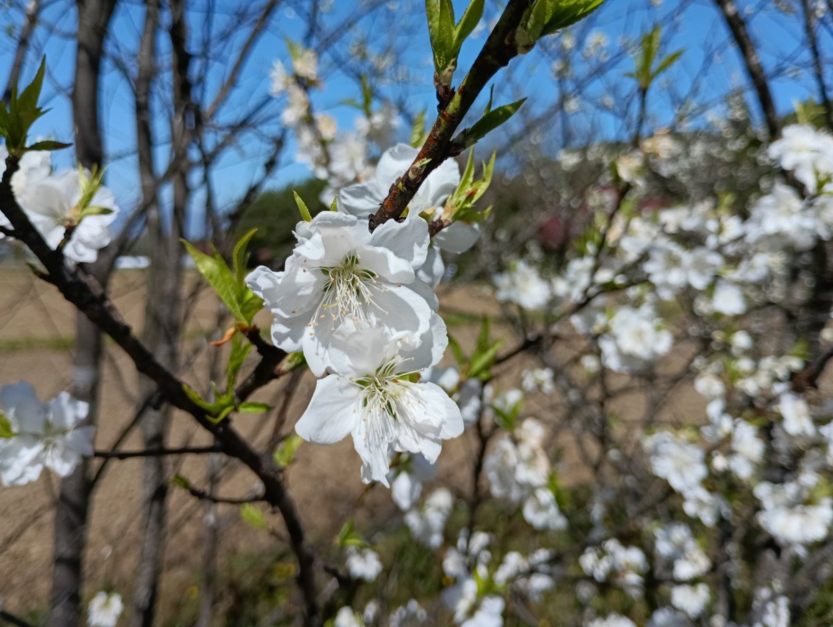 im30060921's tweet photo. 花桃を愛でながら歩いてきましたー
気持ち良かった🌸 https://t.co/xrEt53UjWC