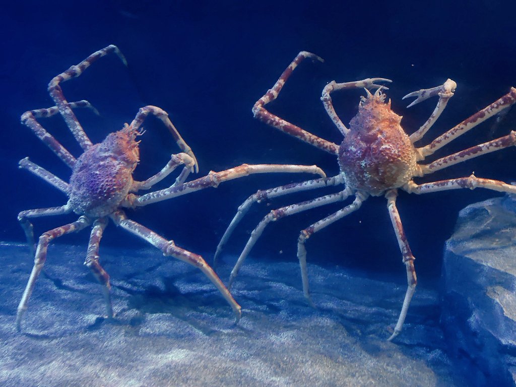 にゃんこ tweet media