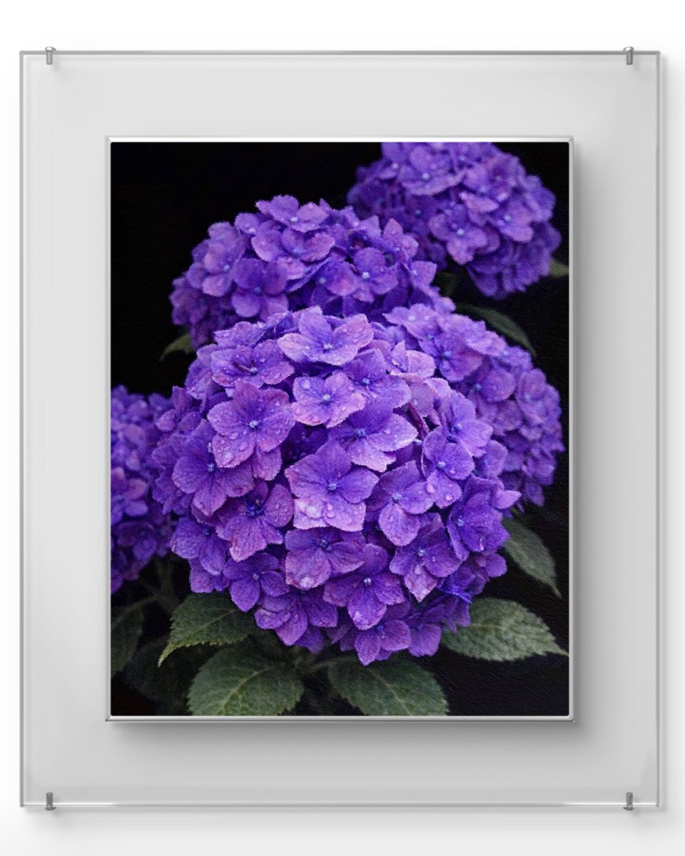 紫陽花パステル画８号 大久保佳代子 「紫陽花」 水彩6号大（40×30cm） - 一枚の繪オンライン