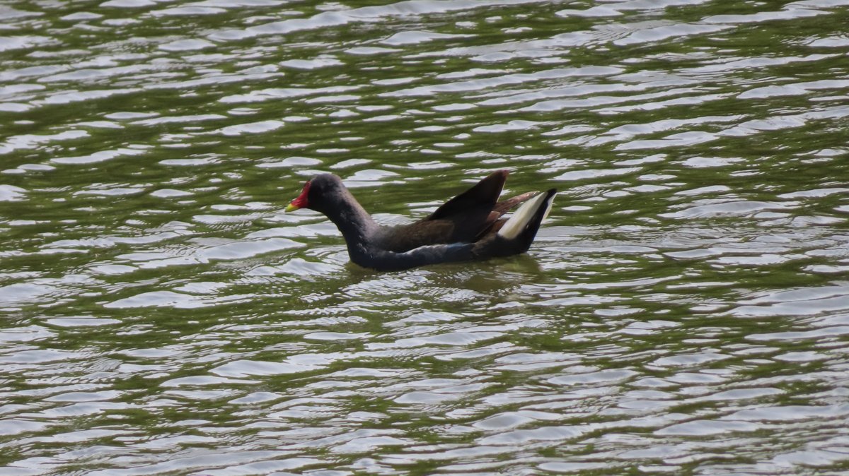 以前から観察を続けていたバンの幼鳥、ついに成鳥に成りました。
中々良いルックスして居ます。
#バン #緑ヶ丘公園  #CommonMoorhen