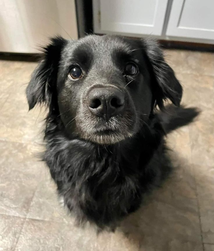 Doglover tweet media