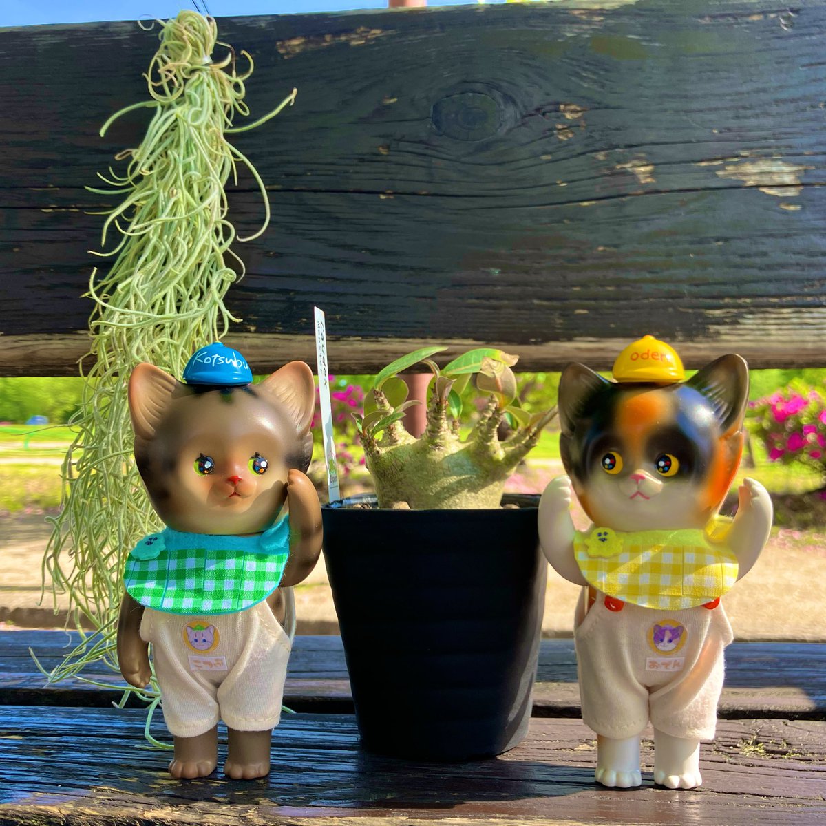 ﾈｺﾛｶﾞ➰ﾙまめ🐱🐢 tweet media