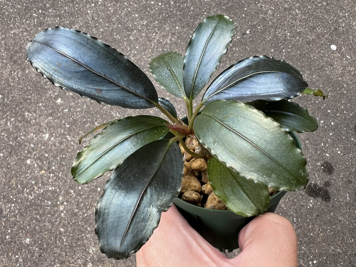 Blutan55 tweet media