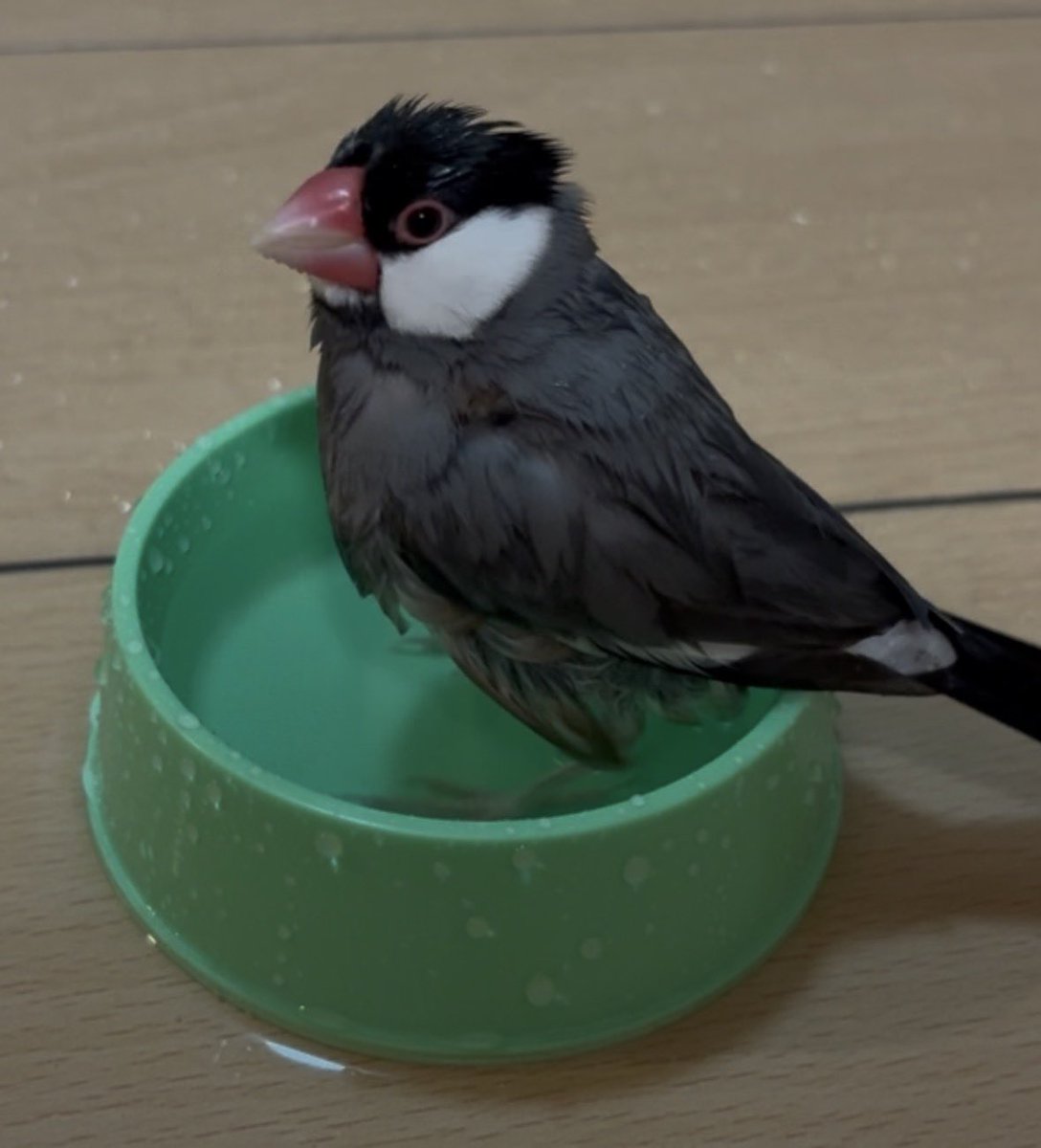 Chelseaflower06's tweet photo. ぽぽちゃん水浴びしました🐥💦 https://t.co/JQoqtGB6bg