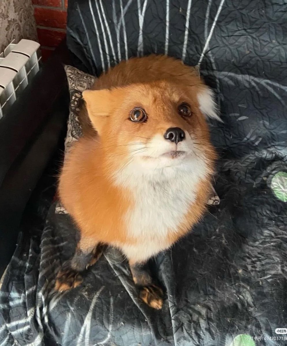 🍁 𝓣𝓱𝓮 𝓕𝓸𝔁 𝓛𝓲𝓯𝓮 🌾🦊 tweet media