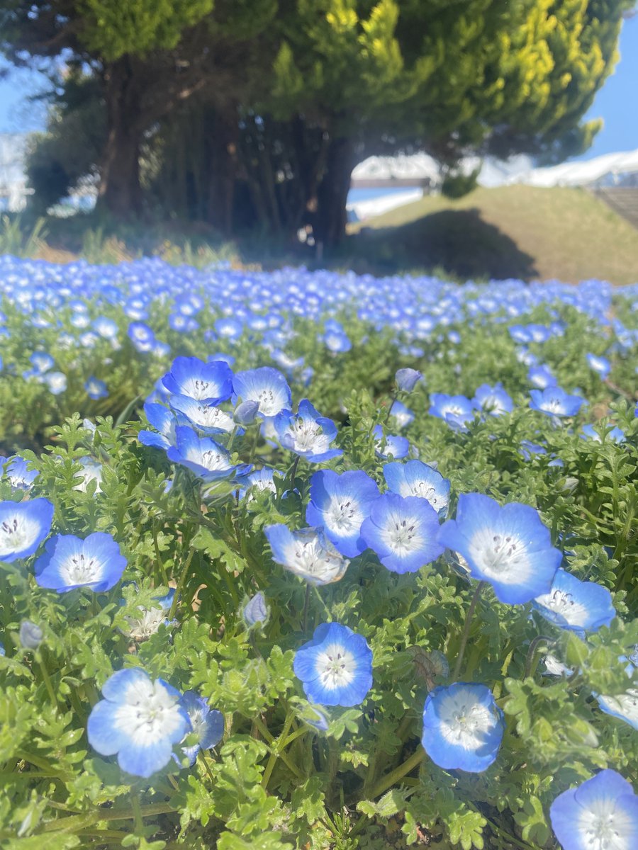 midyz🍀🍓命の煌めき✨天の川🌌より愛を込めて tweet media