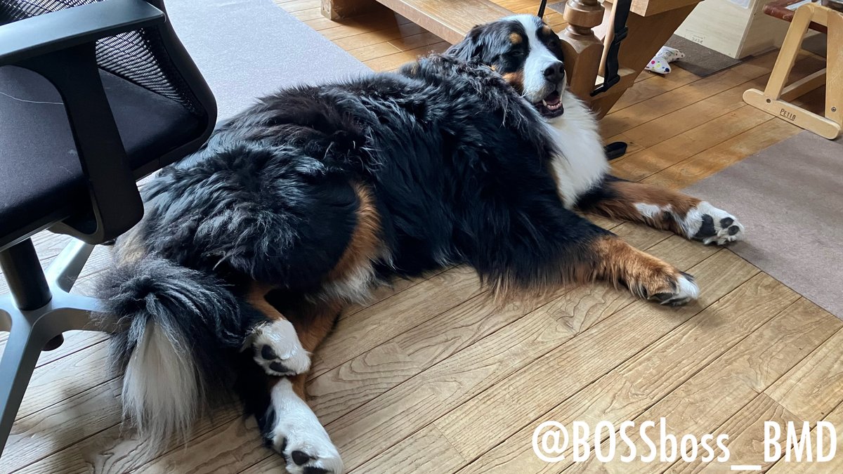 ボスちん tweet media