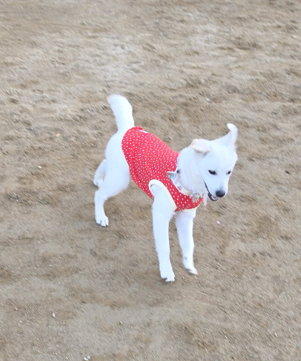 Ari_nyanggg's tweet photo. 어제 찍은 개신나 강아디
수제비 귀가 펄럭 🐶
#집찾아요밥푸리 https://t.co/Ym83dvoiXQ