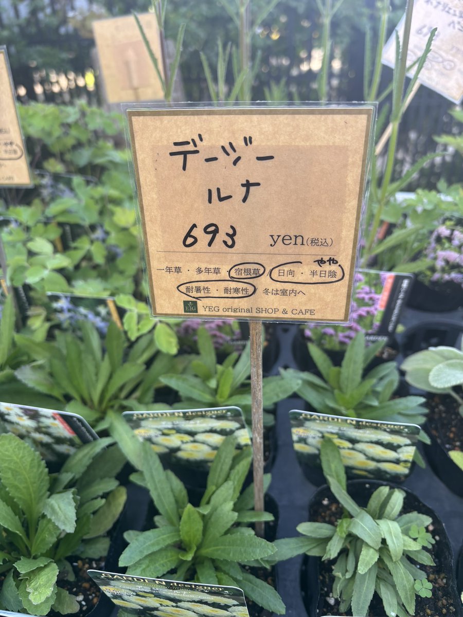 ルナはめとらーの諸君が一番でぇじ😽