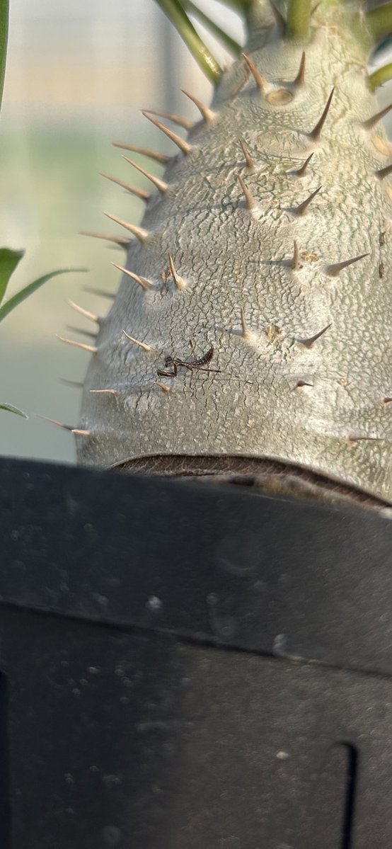 ミニカマキリ