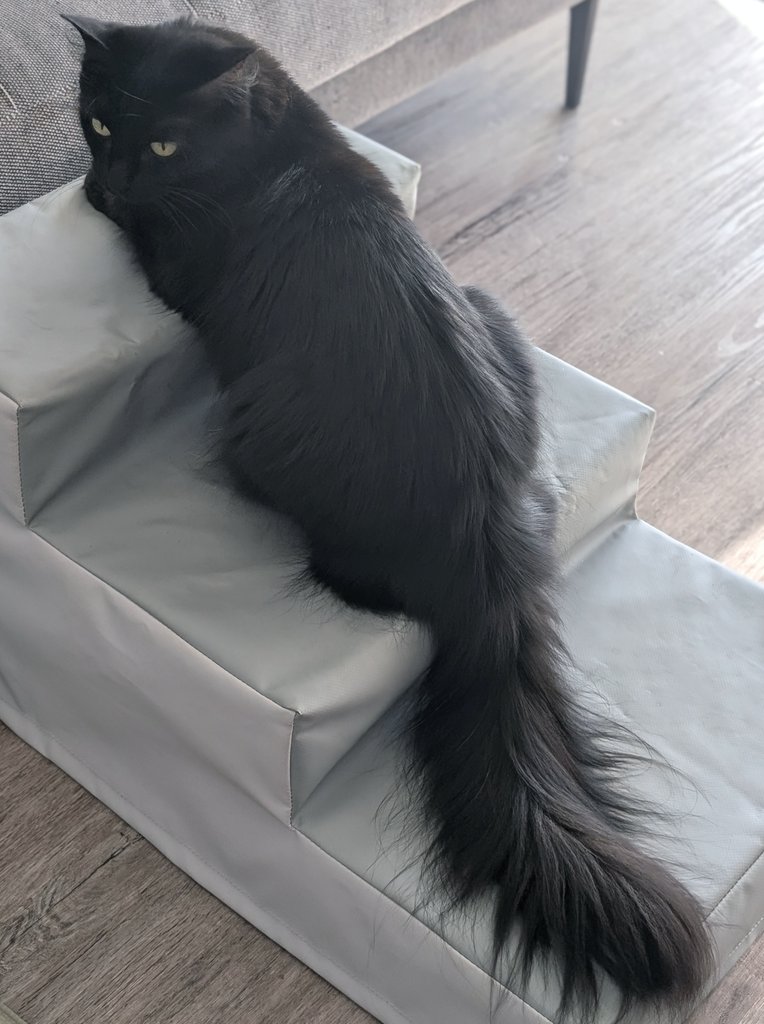 本日は階段贅沢3段使いのモアさん👀🐈‍⬛✨✨