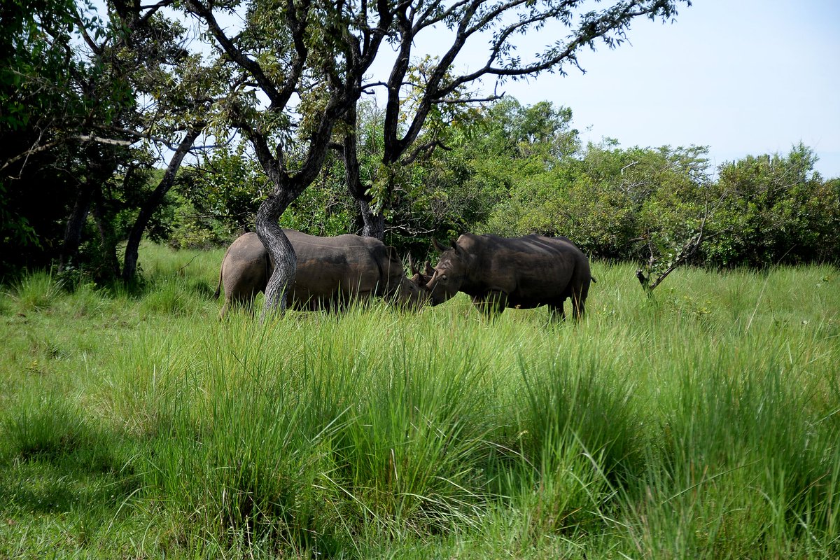 MermarSafaris's tweet image. Every visit to Ziwa Rhino and Wildlife Ranch is a step forward in Uganda's rhino conservation story.
 #ZiwaRhino #Conservation #UgandaSafari #Wildlife #TravelWithUs #ExploreUganda #MermarSafaris #VisitUganda
— — — — — — 
Email: info@mermarsafaris.com
mermarsafaris.com