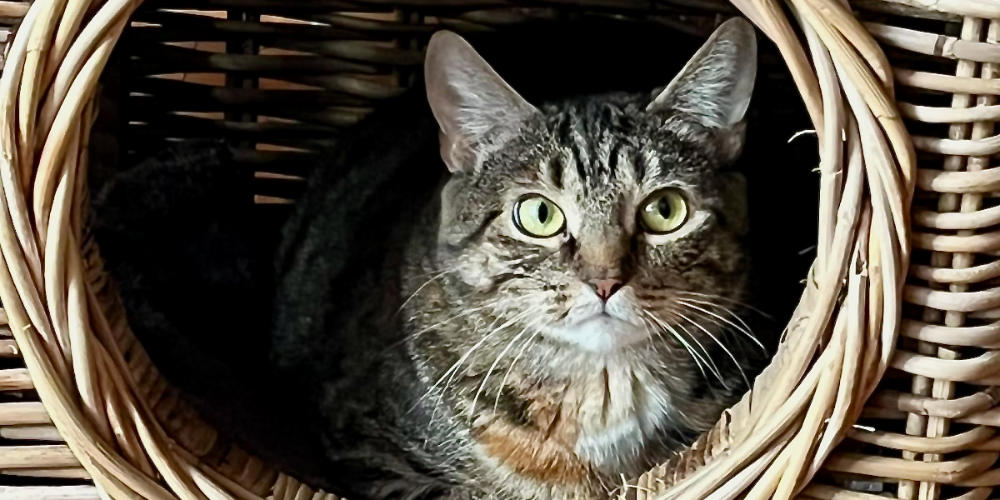 De Neije Krant Mill tweet media