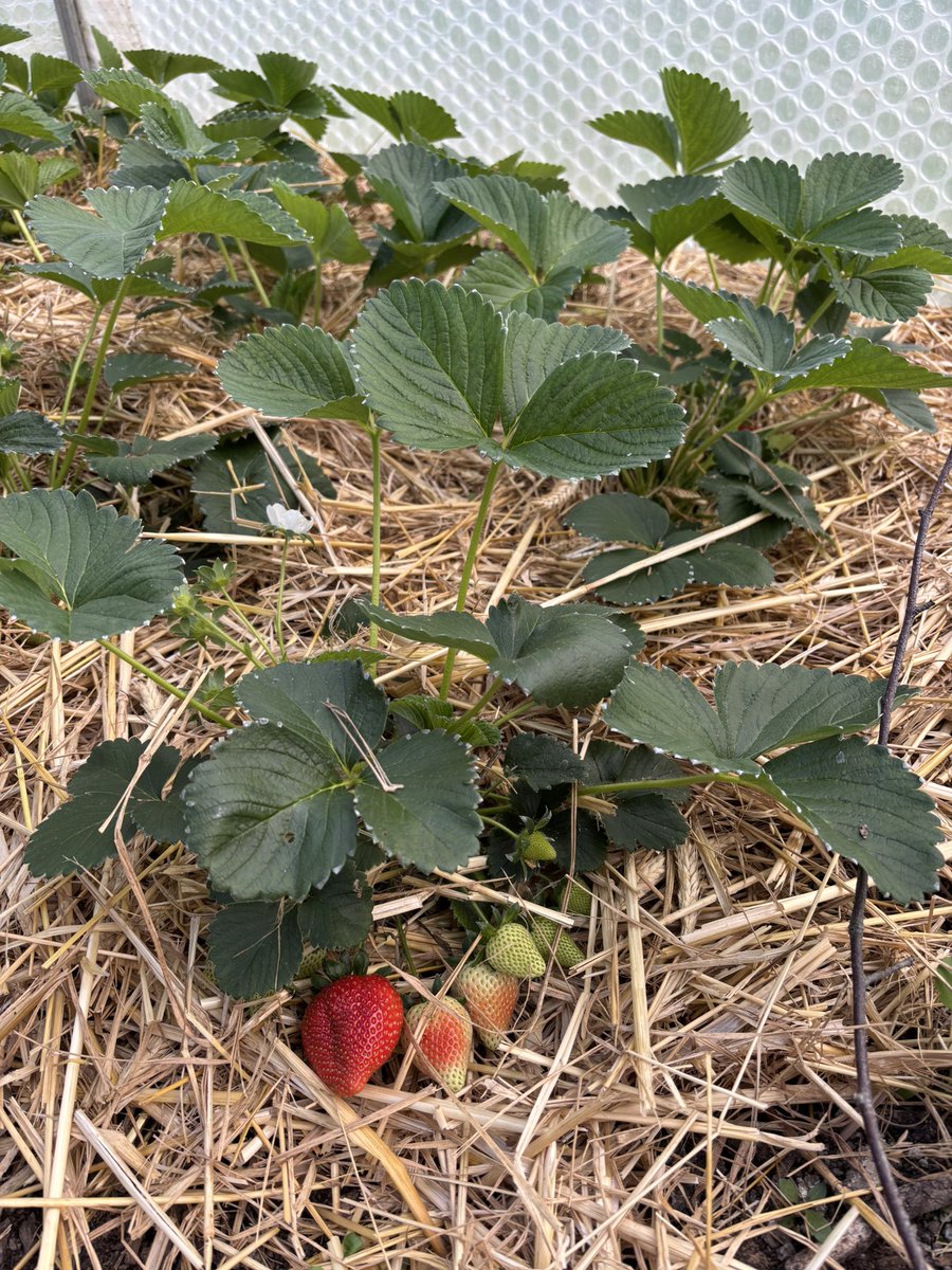 AlanEDown's tweet image. 1st #strawberries ripening #inmygardennow